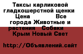 Таксы карликовой гладкошерстной щенки › Цена ­ 20 000 - Все города Животные и растения » Собаки   . Крым,Новый Свет